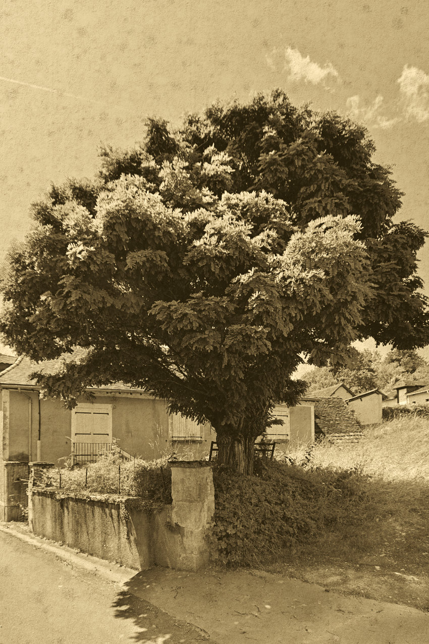 arbre à Azerat